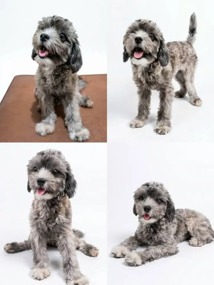 Dijual Toy Poddle Grey