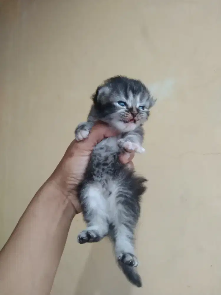 Kucing Persia 2 Minggu betina