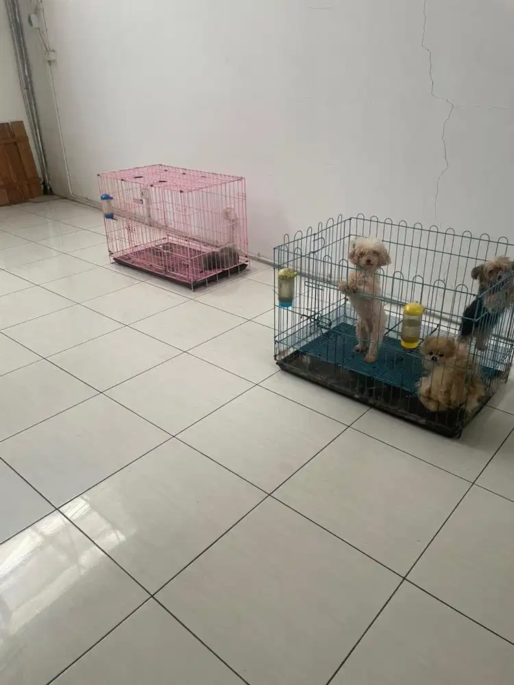Cari kennel boy rumahan pulang pergi