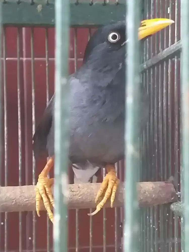 jalak kebo mata putih udah bisa niru suara batuk