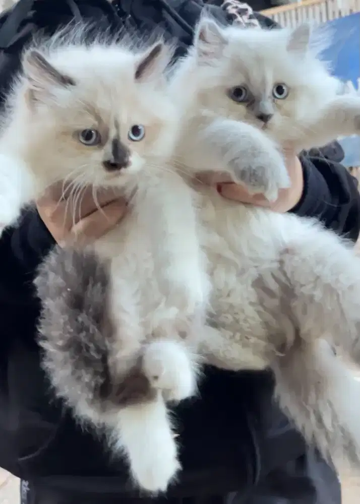 Kitten motif Himalayan dan Ragdoll Gembul