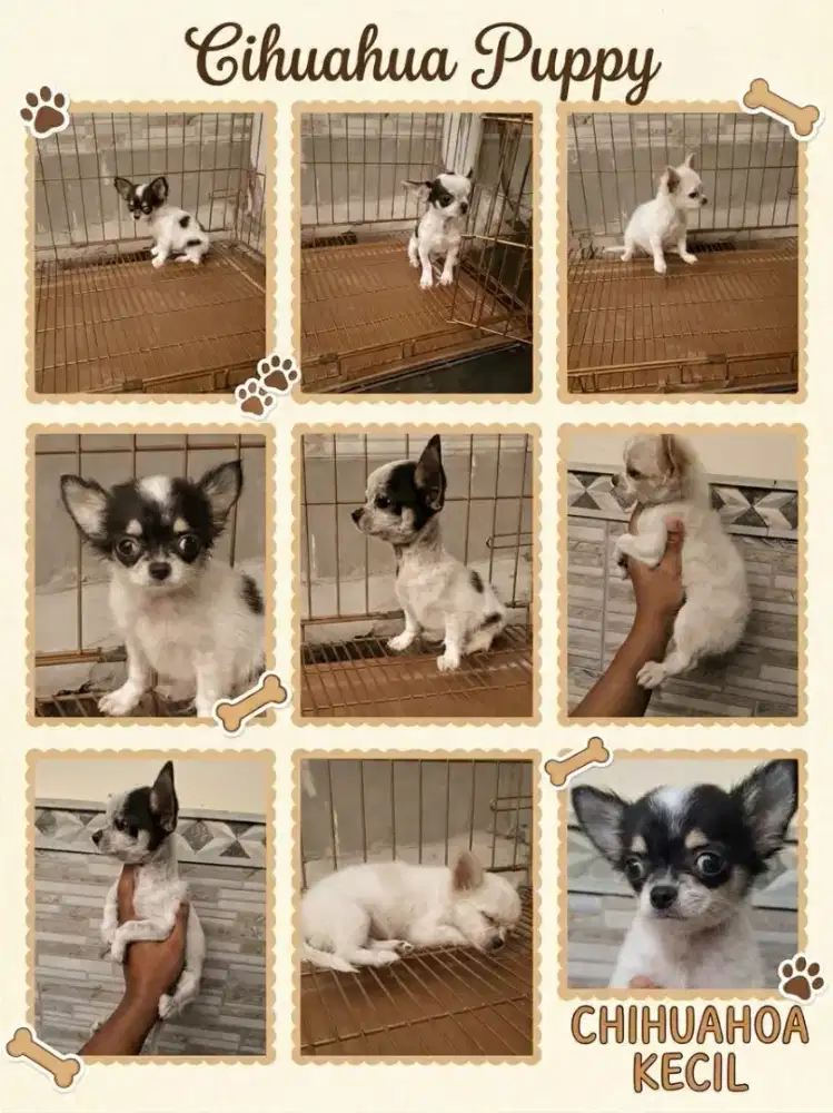 Chihuahua Puppy