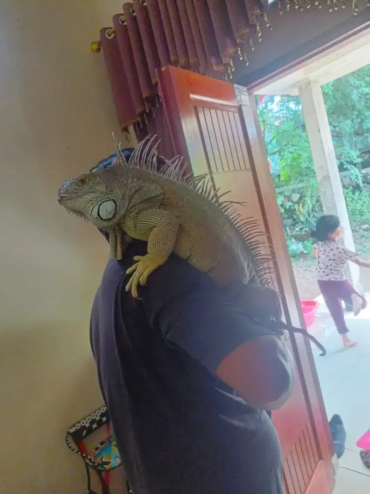 iguana Jumbo green