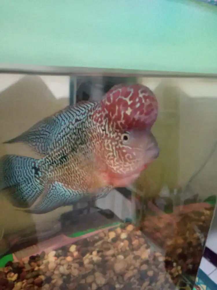 Jual ikan louhan kamfa f2 size 5 jari