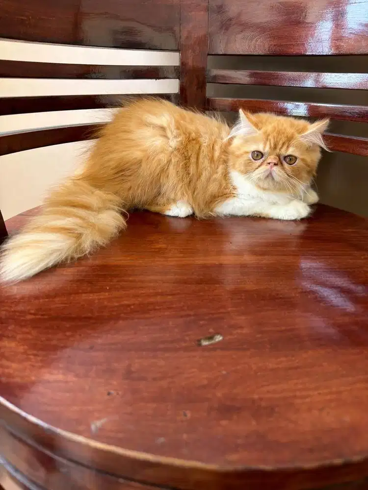 Kucing persia peaknose