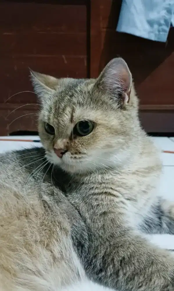 Kucing BSH British shorthair golden betina vaksin
