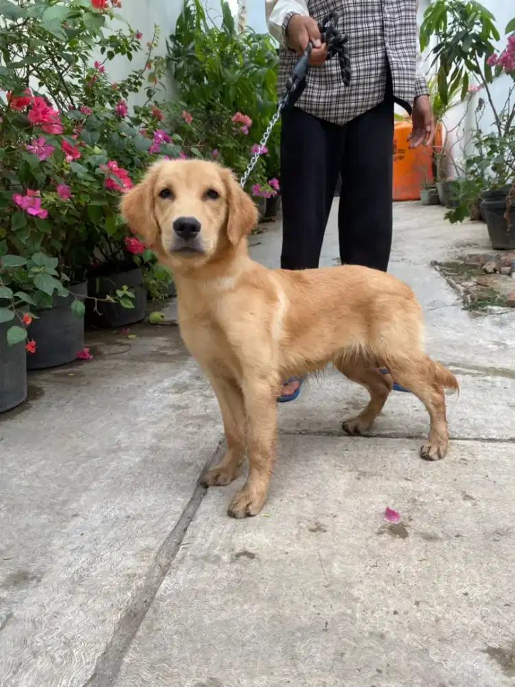 anakan golden 5bulan betina