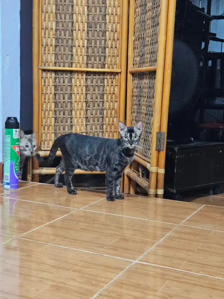 KUCING BENGGAL BETINA CHARCOAL PROVEN - PERSIA HIMALAYA BSH BEKASI