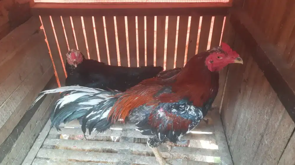 Ayam Bangkok sepasang
