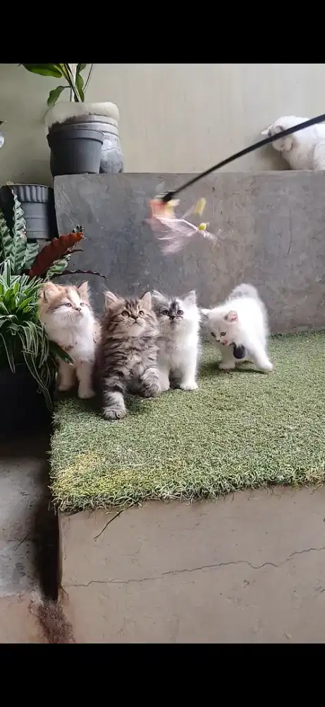 Kucing Persia medium