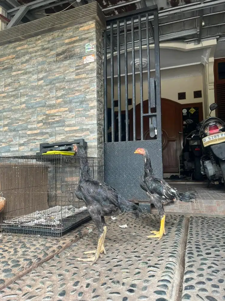 Dijual Murah anak Ayam Shamo Eropa Sepasang
