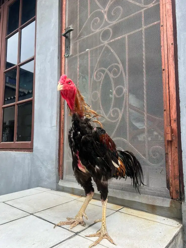 Dijual Murah ayam Shamo Eropa x Jepang