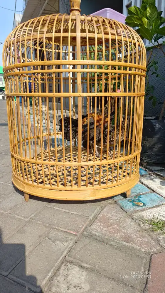 Ayam Bekisar usia remaja