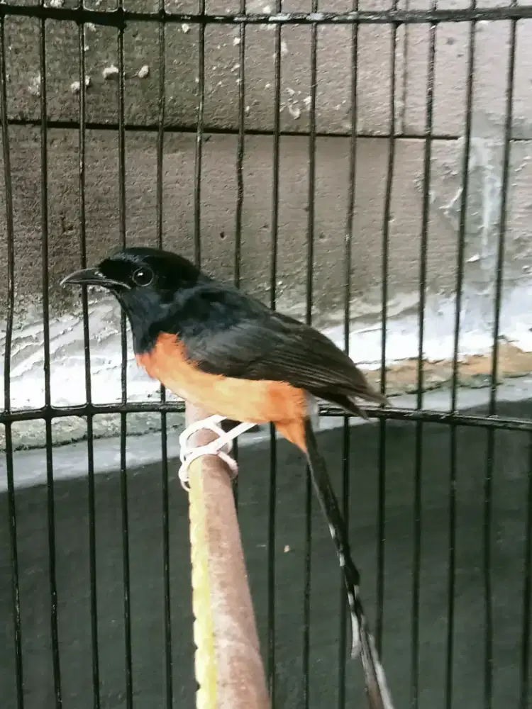 Burung murai hutan