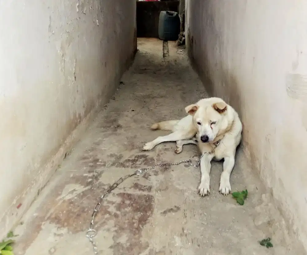Anjing Kintamani ngaciir