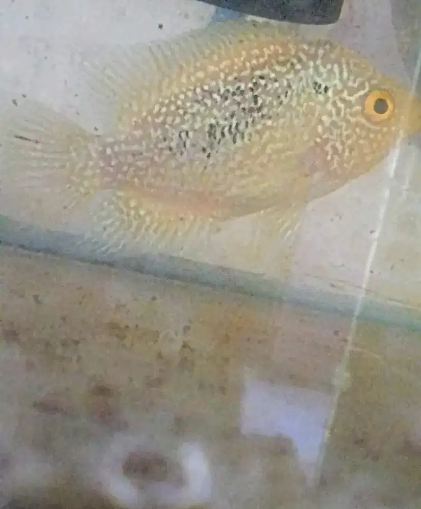 Louhan betina golden base