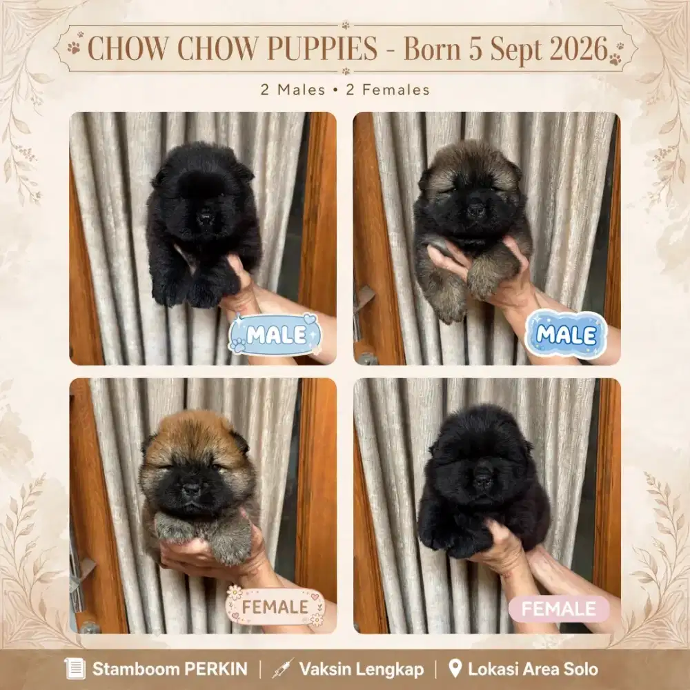 Chow chow puppies