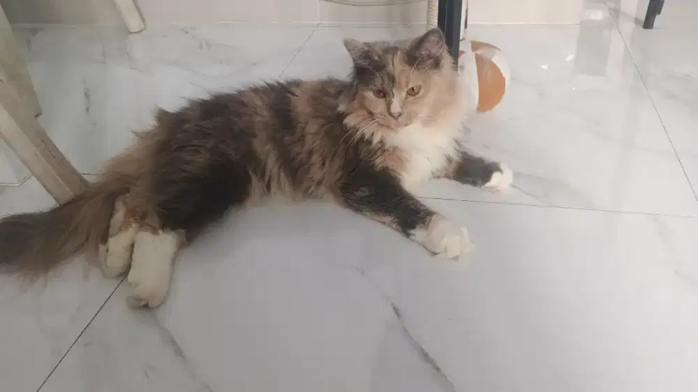 Kucing mixdom lucu