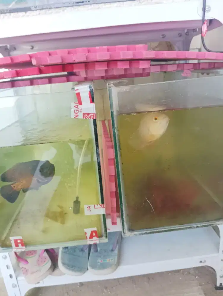 Ikan Oscar tembaga dan albino