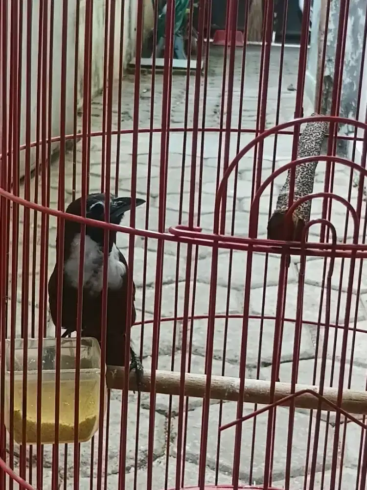 Burung masteran