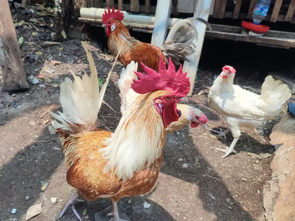 Ternak Ayam skala rumahan