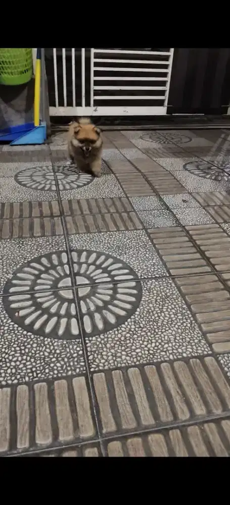 minipom jantan non stb non vaksin