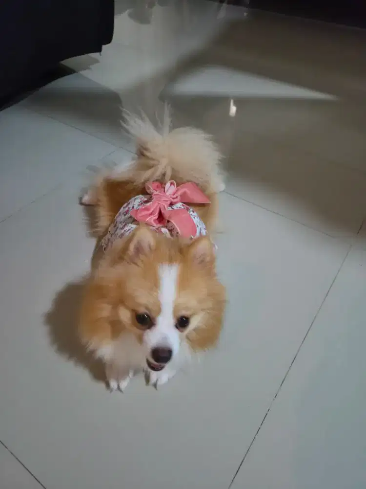 Jual Anjing Minipom Super