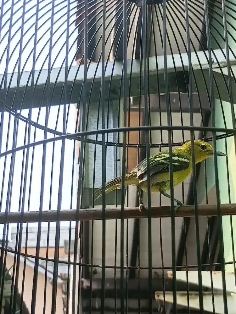 Burung cipoh muda jawa