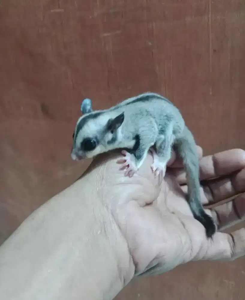 Sugar Glider White Face Jantan Mulus Hasil Ternakan Sendiri