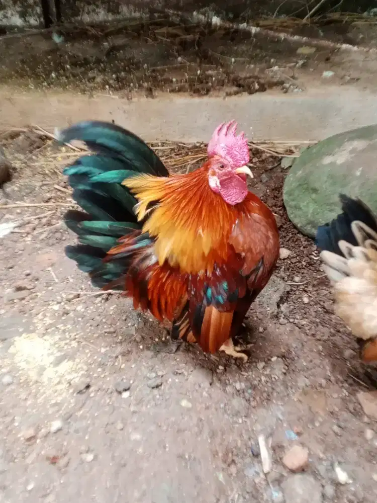 Ayam Kate pendek + betina Siem