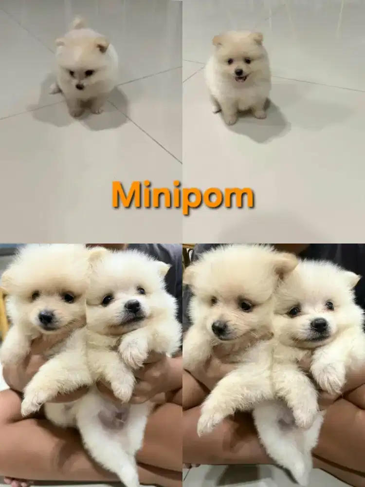 Anjing minipom lucu