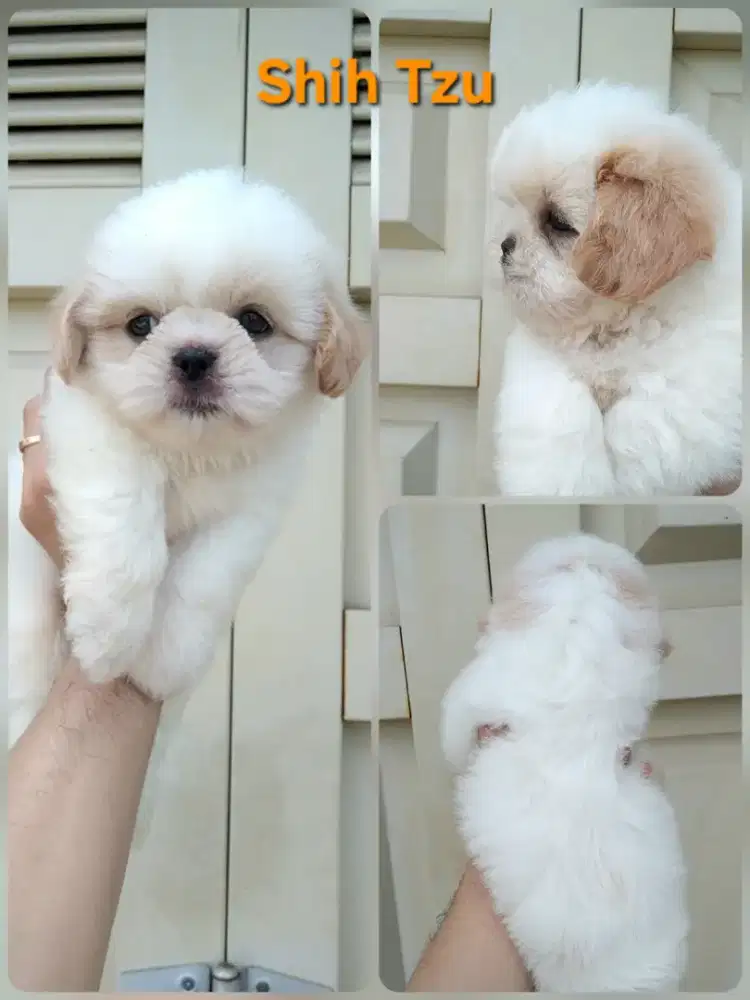 Anjing shih tzu