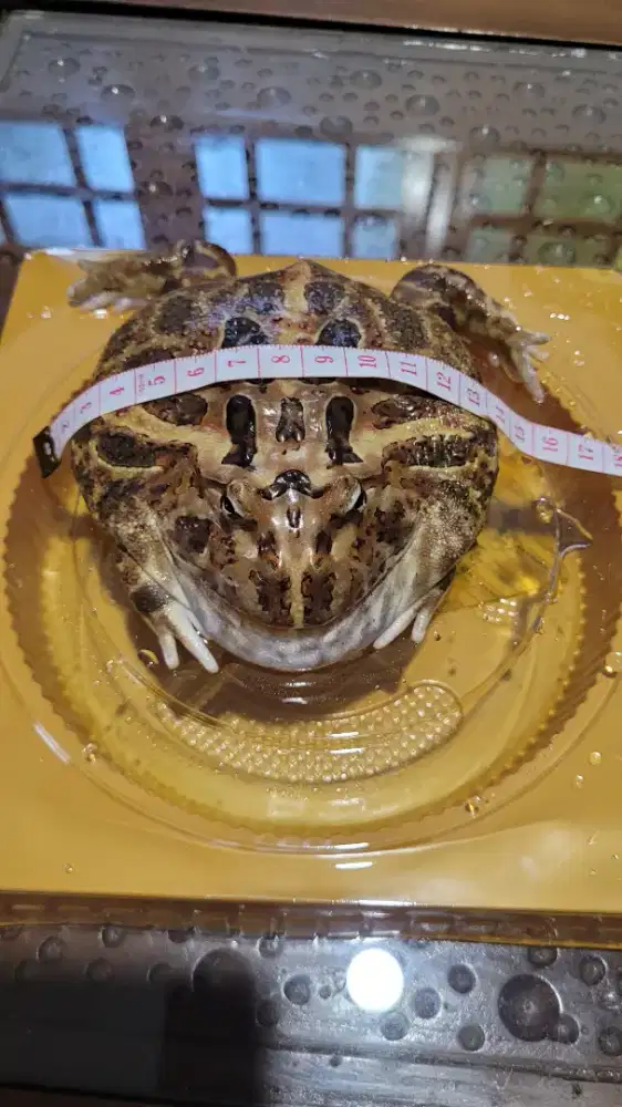 Katak / Kodok Pacman