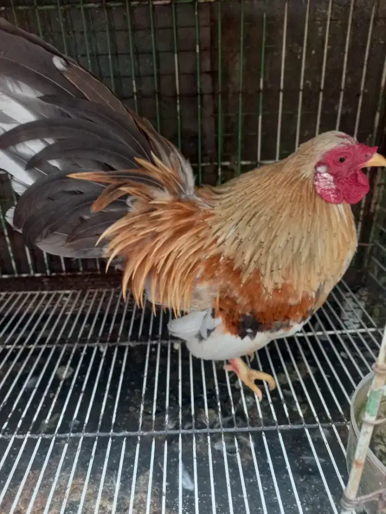 Ayam kate jantan