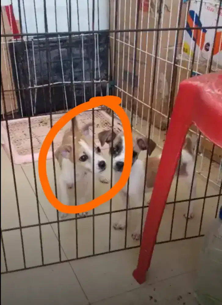 Anak anjing Ganti Pakan