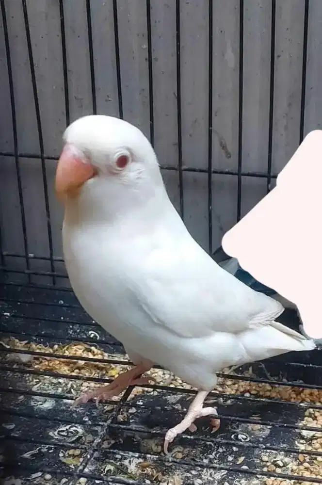 Albino mata merah duda isi