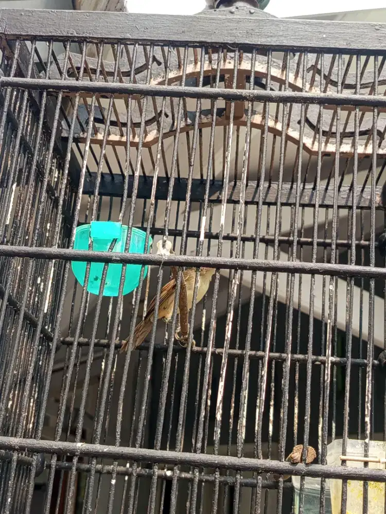Borong 4 burung burja net