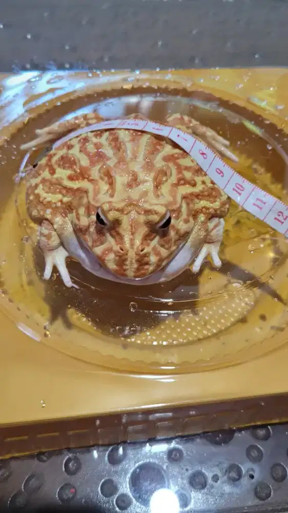 Katak / Kodok Pacman