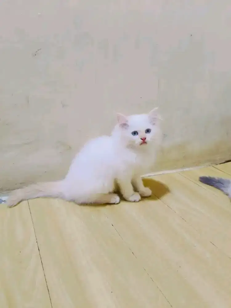 Kitten Himalaya red point jantan