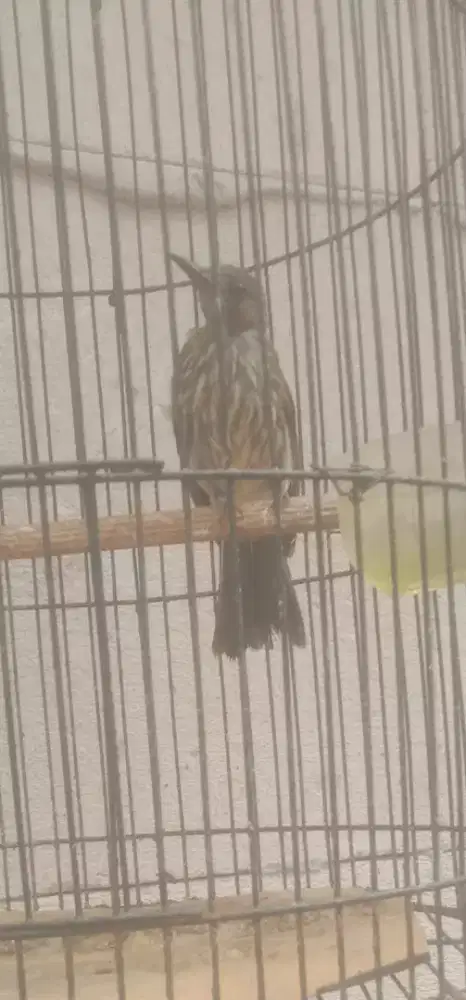 Burung siri siri kecil