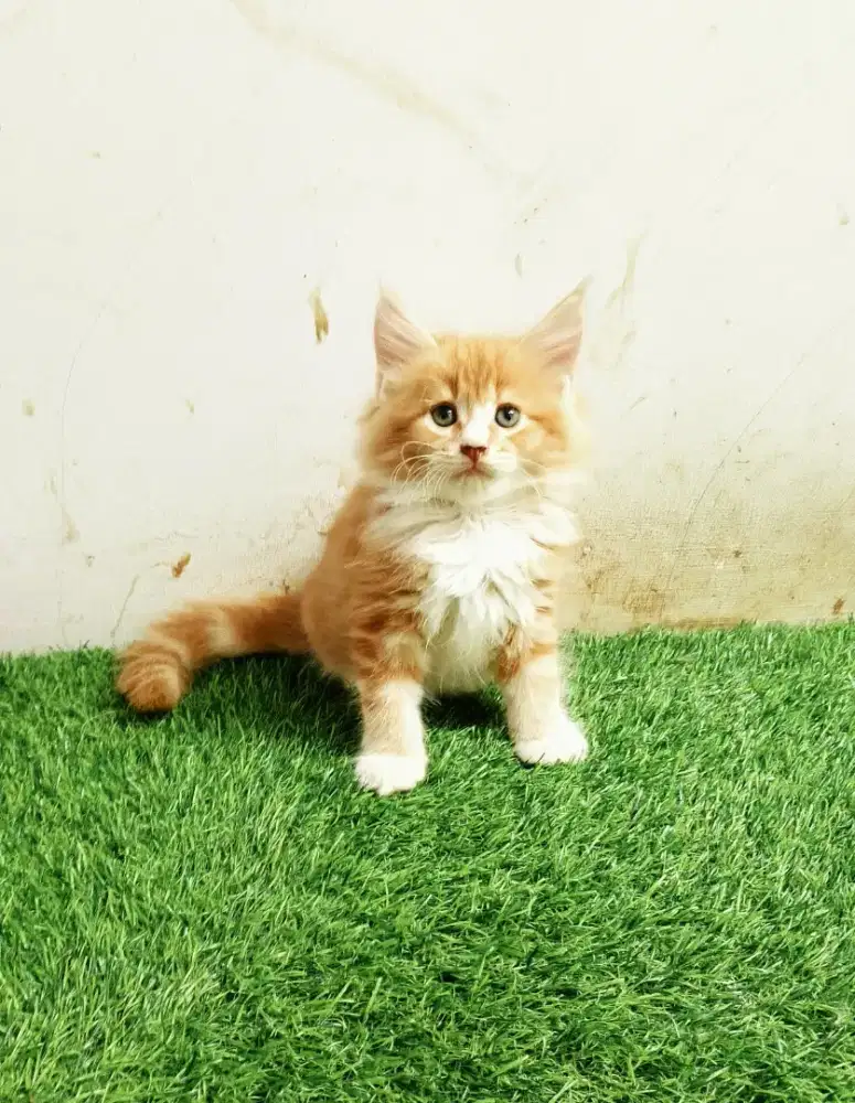 Kitten MaineCoon Betina Pure No mix. Induk Ped Cfa Show Quality.