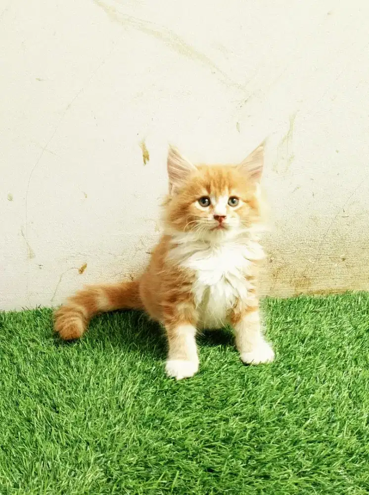 Kitten MaineCoon Betina Pure No mix. Induk ped Cfa Show Quality.
