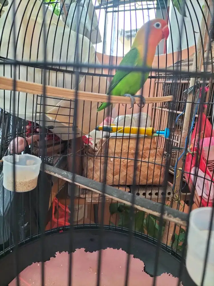 Lovebird ijo paud