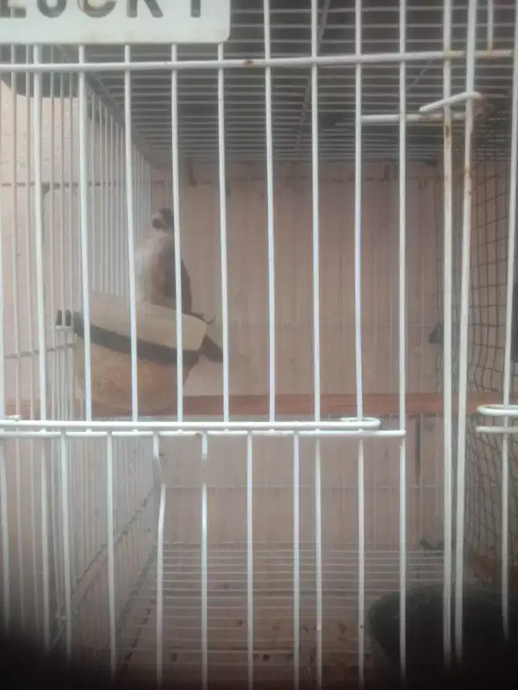 Burung trucukan voer