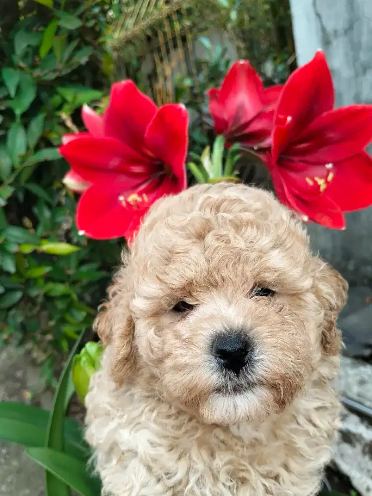 Toy Poodle Jantan