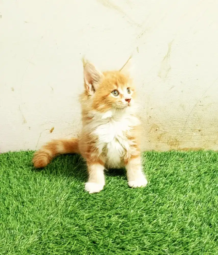 Kitten MaineCoon Betina Pure No mix. Induk Ped Cfa Show Quality.