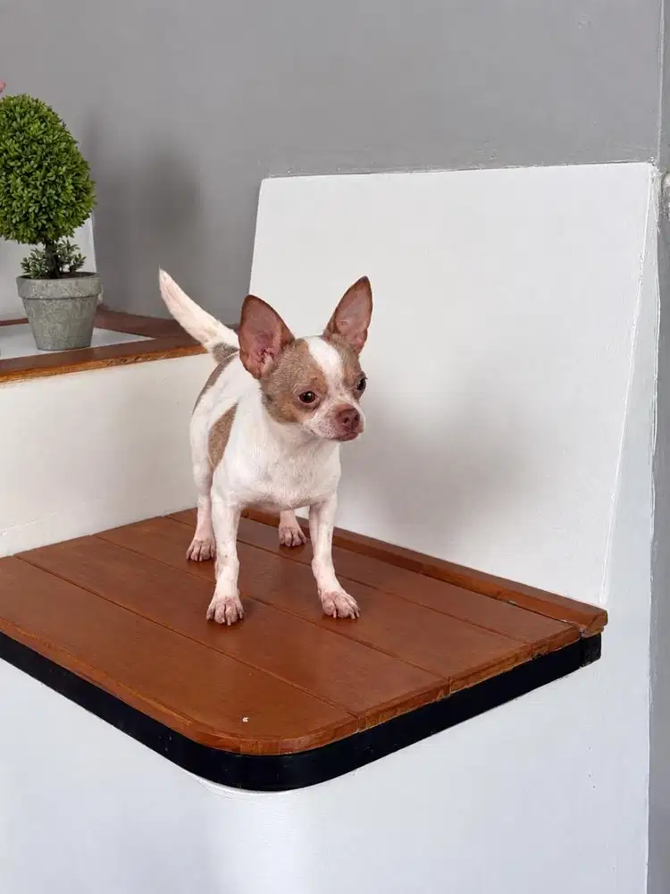 Chihuahua betina Merle