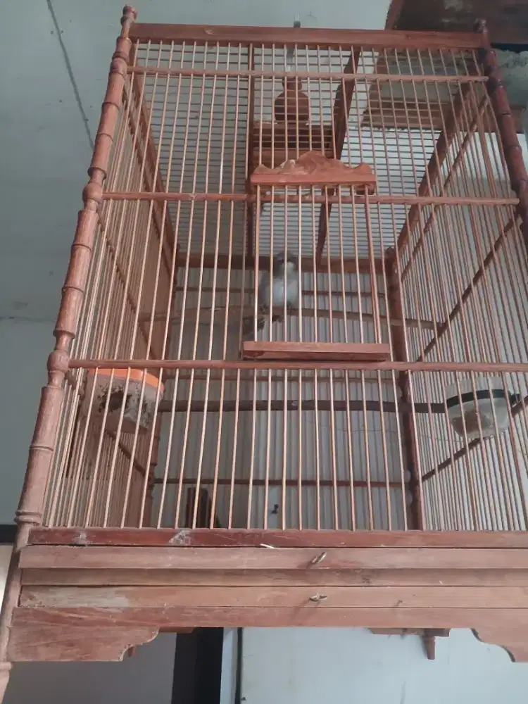 Burung 3 + kandang