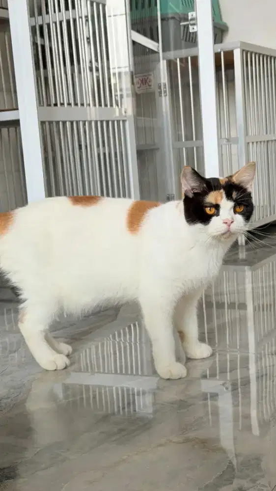 Kucing British Shorthair (BSH) Calico