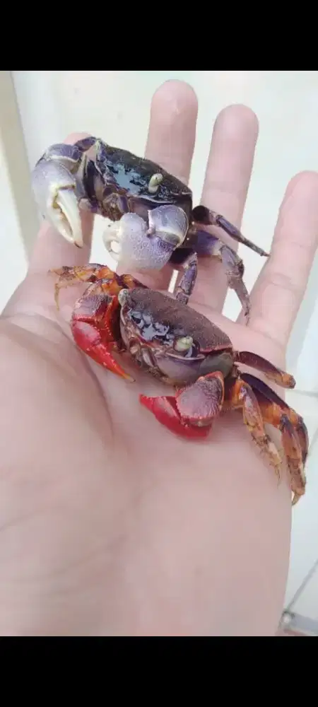 Kepiting neo / kura kura / ikan / lucing